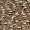 Terej australsky - Sula serrator - Australian Gannet - takapu 0804